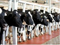 Bệnh viêm tử cung trên bò sữa và biện pháp điều trị
