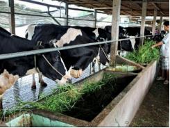 Quản lý chuồng trại trong chăn nuôi bò sữa theo VIETGAHP