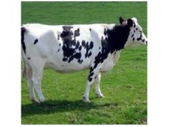 Phòng và trị bệnh phù gối ở bò sữa
