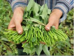 98% rau củ tươi trồng ở Hà Nội an toàn