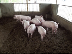 Sử dụng men vi sinh nuôi lợn thịt