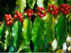 Dinh dưỡng cho cây cà phê mùa mưa