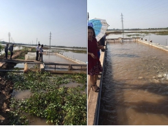 Tham quan mô hình “nuôi cá sông trong ao” tại Phú Thọ