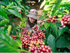 Cách thu hoạch cà phê đạt năng suất và chất lượng cao