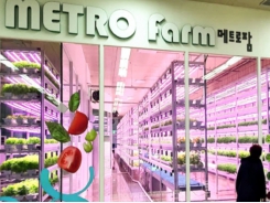 Trang trại dưới ga tàu điện ngầm - Tương lai của nông nghiệp Seoul