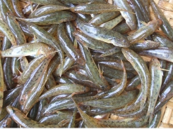 Thành công mô hình nuôi cá bống cát tại Quảng Ngãi