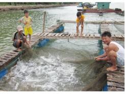 Thoát Nghèo Nhờ Nuôi Cá Lồng Trên Sông Ở Quảng Thọ (Thừa Thiên Huế)
