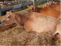 Cách xác định bò động dục và thời điểm phối giống thích hợp cho bò cái