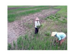Bạc Liêu có khoảng 6.000ha lúa tôm bị thiệt hại