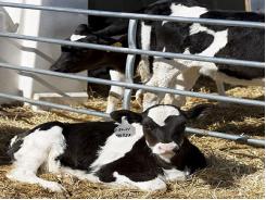 Một số bệnh sinh sản trong chăn nuôi bò sữa