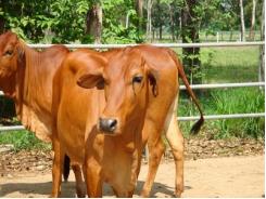 Một số rối loạn sinh sản thường gặp ở bò