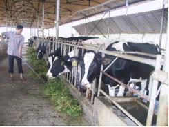 Phương pháp dựng chuồng trại nuôi bò hiệu quả và một số yêu cầu kĩ thuật cần thiết