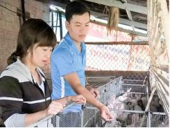 Quảng Trị: Người tiên phong nuôi thỏ ở Hải Chánh