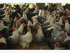 Kỹ thuật nuôi gà Ai Cập siêu trứng giúp người nông dân 'tiền đẻ ra tiền'