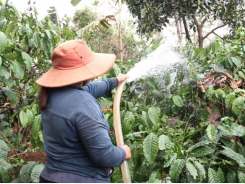 Tưới nước hiệu quả cho cà phê kinh doanh vào mùa khô