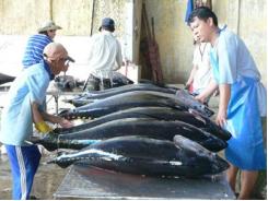 Đầu Tư 1 Tỉ Đồng Triển Khai Thí Điểm Việc Đánh Bắt Và Xuất Khẩu Cá Ngừ Đại Dương Sang Nhật Bản