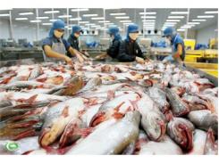 Hiệp Hội Cá Tra Việt Nam Hỗ Trợ Đắc Lực Các Doanh Nghiệp Cá Tra An Giang