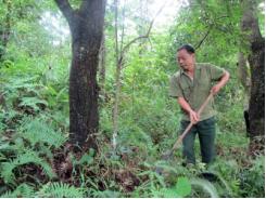 Thúc đẩy thành lập Hội Chủ rừng Việt Nam