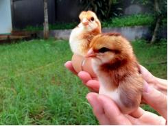 Hướng dẫn kỹ thuật nuôi gà ta đẻ trứng