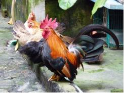 Phương pháp chẩn đoán bệnh H5N1 trên gà