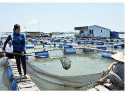 Vỡ quy hoạch nuôi thủy sản trên sông Chà Và (Bà Rịa Vũng Tàu)
