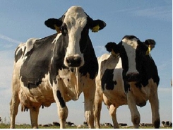 Bệnh của bò sữa do ăn uống không hợp lý