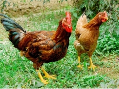Nguồn gen vật nuôi bản địa Việt Nam: Tập đoàn gà