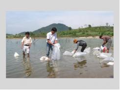 Thả Gần 60kg Cá Giống Vào Hồ Thủy Điện Sông Ba Hạ Ở Phú Yên