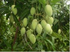 Khánh Sơn (Khánh Hòa) tập trung phát triển các loại cây ăn quả có giá trị kinh tế cao