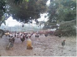 Chuyên nghiệp hóa chăn nuôi gà đồi Sóc Sơn (Hà Nội)