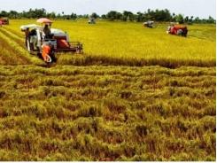 Cần nhân rộng mô hình liên kết sản xuất tiêu thụ lúa gạo cho nông dân