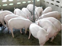 Bệnh tiêu chảy ở lợn con do khuẩn E.Coli - Phần 2 (Phần cuối)