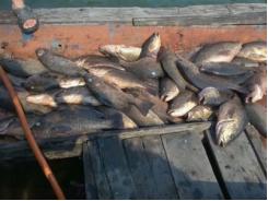 Cá chết tại miền trung có thể do độc tố cực mạnh từ sinh, hóa học