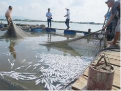 Phú Lộc (Thừa Thiên Huế) cá nuôi lồng chết do thay đổi môi trường nước đột ngột