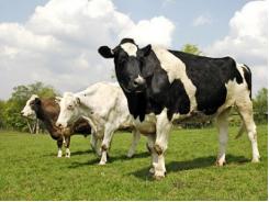 Cách xử lý sót nhau, viêm tử cung có mủ trên bò sữa