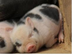 Chế độ ăn ít protein ở lợn làm giảm khí thải nitơ