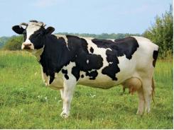 Công nghệ mới hỗ trợ nông dân nuôi bò sữa