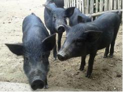 Nghiên cứu thay thế thuốc kháng sinh trong chăn nuôi lợn