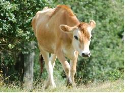 Phân tích DNA có thể giúp lựa chọn các giống bò tốt nhất