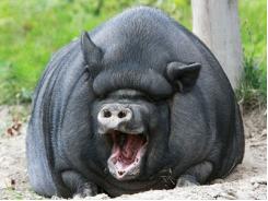 Sức khỏe đường ruột lợn nái trọng lượng lứa lợn tăng cao hơn