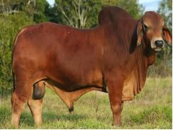 Thử nghiệm xác định thủ phạm gây bệnh đặc xương ở bò Red Angus