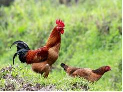 Tiêm vắc-xin cho gà giúp tăng cường vệ sinh an toàn thực phẩm