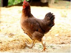 Viện nghiên cứu Nigeria giới thiệu giống gà đẻ trứng mới
