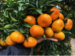 Thu hơn 2 tỷ đồng mỗi năm nhờ vườn cam VietGap