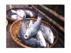 Bắc Giang: Sinh Sản Nhân Tạo Cá Trắm Đen