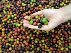 Biến đổi khí hậu đe dọa tương lai ngành cà phê Việt Nam