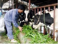 Huyện Lấp Vò xác định 3 ngành hàng chủ lực để tái cơ cấu nông nghiệp