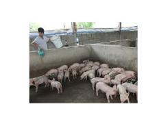 Gia Lâm (Hà Nội) có gần 80 hộ nông dân được tập huấn kỹ thuật chăn nuôi