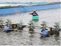 Thời tiết đang gây bất lợi cho nuôi trồng thủy sản
