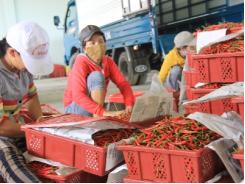 Quảng Ngãi xuất khẩu hàng trăm tấn ớt tươi mỗi ngày